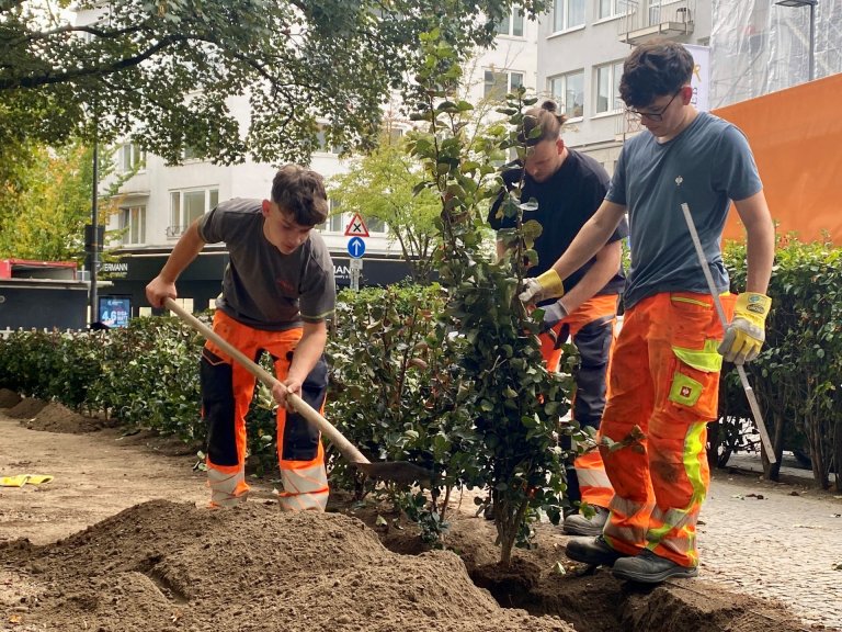 Trois hommes plantent une haie.