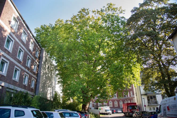 Een plataan in Burtscheid