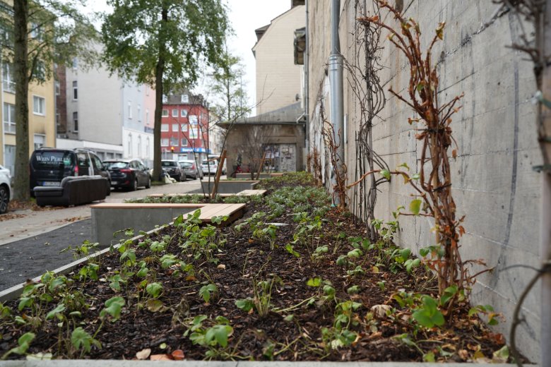 Beplanting in het perk en aan de gevel