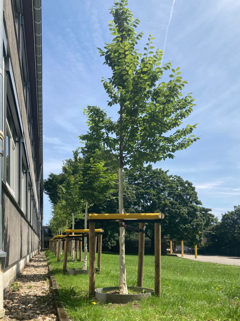 Gevelbomen aan de zuidgevel van GGS Walheim