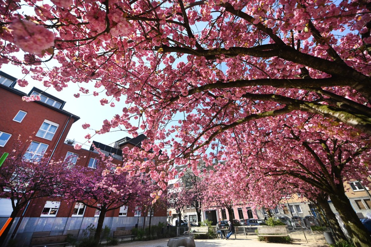 Een boom met roze bloemen