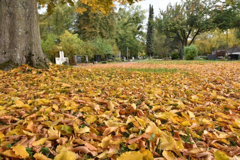Herfstbladeren liggen op een weiland voor een boom. Grafstenen, bomen en een wandelpad op de achtergrond