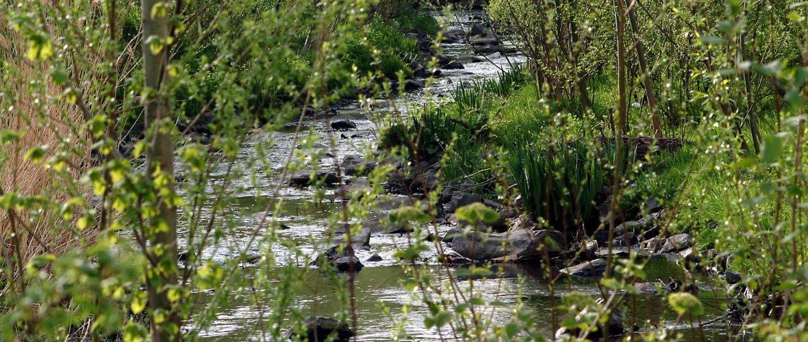 De beek in mei. Het gras is groen en de knoppen van de oeverplanten beginnen open te gaan.