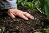 Aarde Een close-up van een hand liggend in verse aarde en omringd door weelderige groene planten.