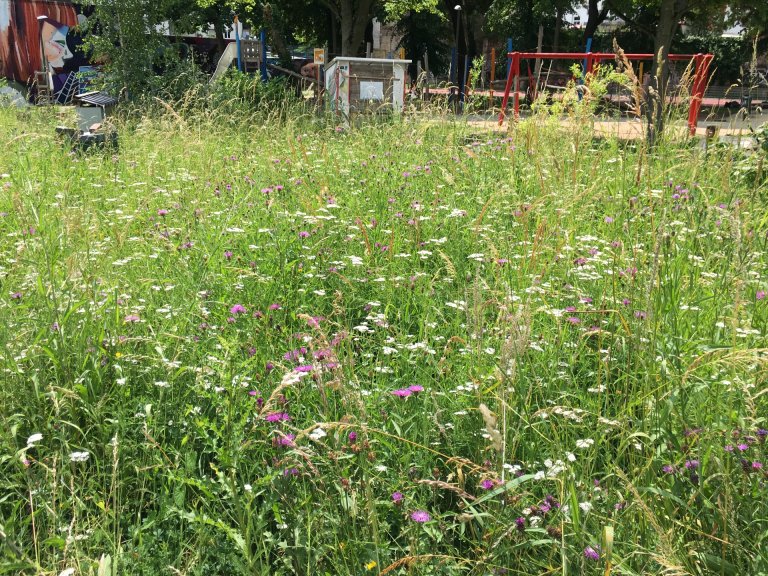 Wilde bloemenweide