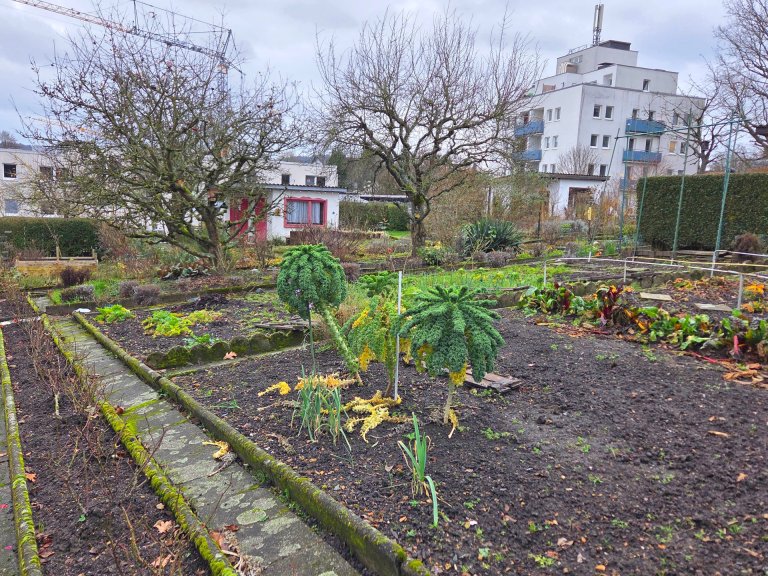 Een tuin met verschillende percelen zonder hekken met bomen en wolken op de achtergrond.