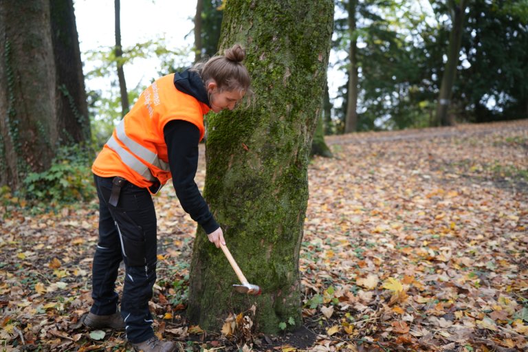 Yasemin gebruikt een hamer om de conditie van het hout aan de basis van de wortels te controleren.