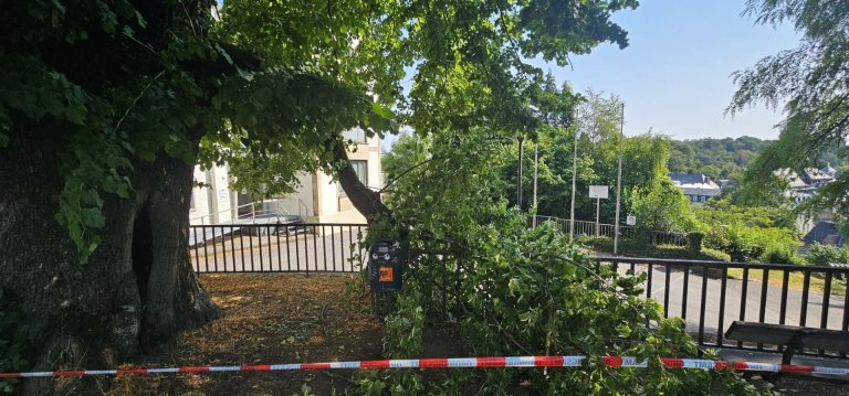 Een afgebroken tak aan een grote boom