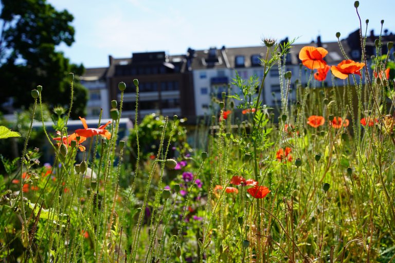 Een veld met wilde bloemen