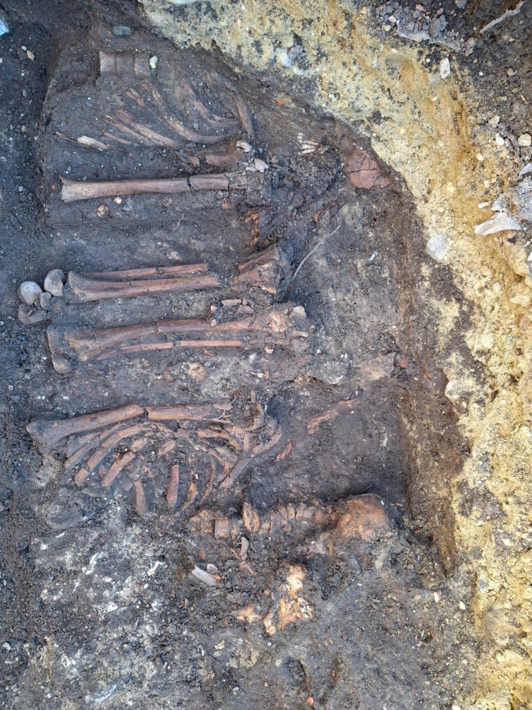 Ribben, armbotten en resten van de wervelkolom liggen naast elkaar in de aarde.