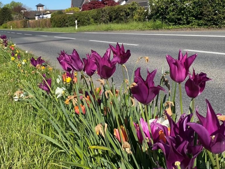 Een bloeiende strook met tulpen en narcissen