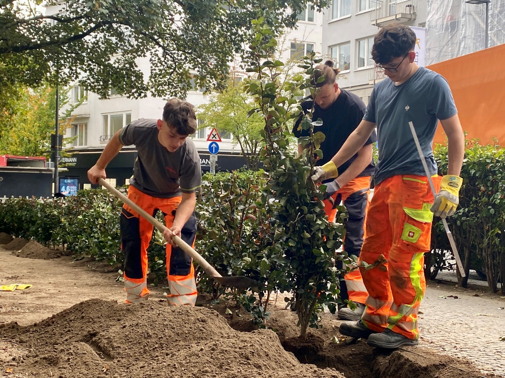 Drie mannen planten een haag.