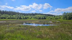 Foto eines Sumpfgebietes