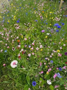 Wildblumenwiese