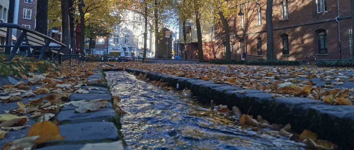 Bäume sowie Laub und eine Rinne gefüllt mit fließenden Bachwasser