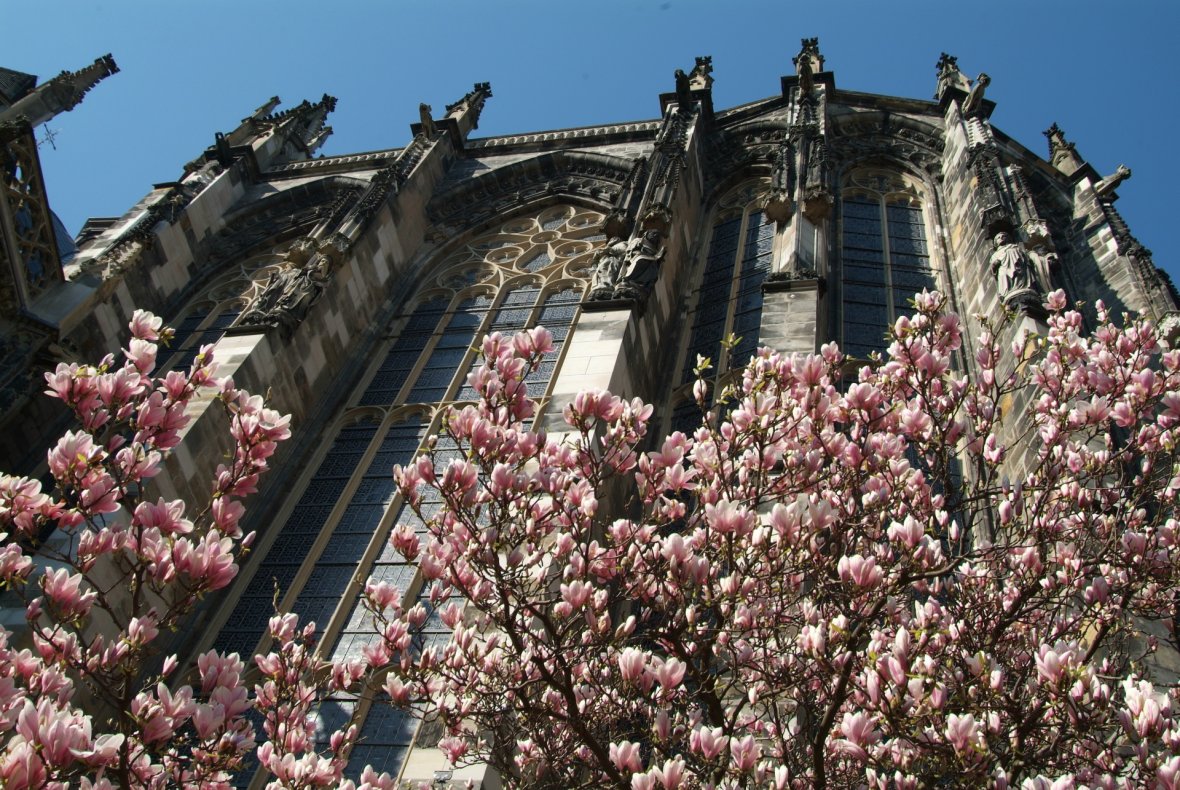 Foto Magnolienbaum vor dem Dom