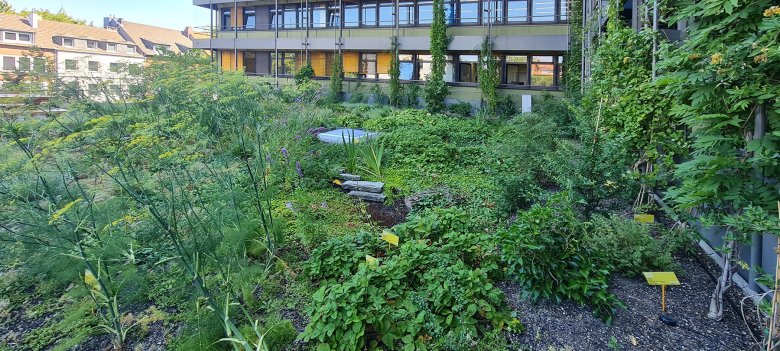 Die Vegetation im Dachgarten