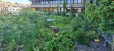 2Dachgarten_Lagerhausstrasse_c_E26_2026_06 Die Vegetation im Dachgarten
