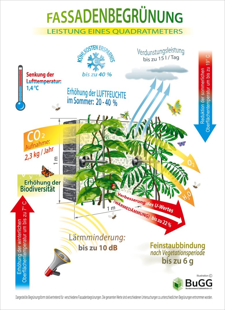 Die Leistungen eines Quadratmeters Fassadengrün.