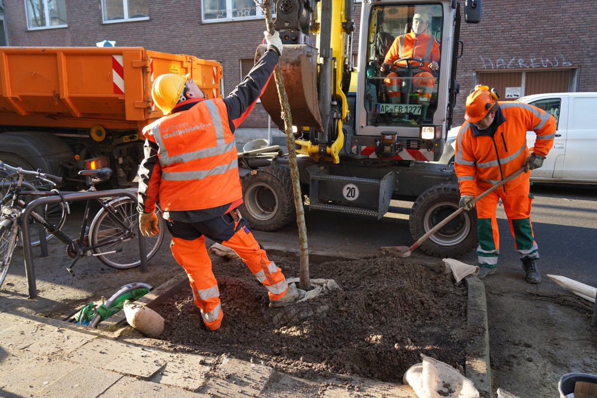 Ein junger Baum wird von zwei Männern in oranger Arbeitskleidung und einem dritten Mann in einem kleinen Bagger in ein Baumfeld an einer Straße eingesetzt.