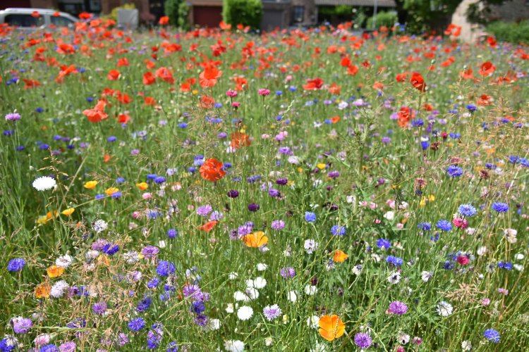 Wildblumenwiese. Hohes Gras, rote, gelbe, blaue und lila Blumen