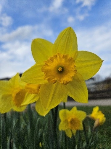 die Blüte einer gelben Osterglocke vor blauem Himmel