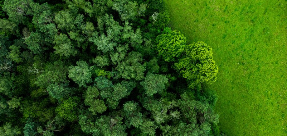 Sattgrüner Aachener Wald von oben fotografiert.