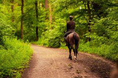 Reiten in Aachen Person reitet einen Waldweg entlang.