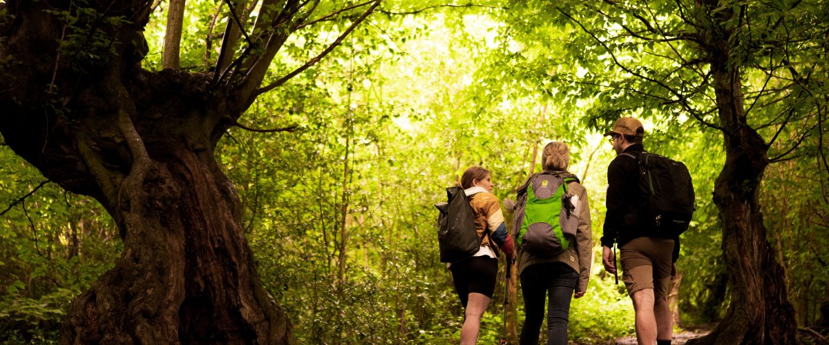 Wandergruppe im Wald Wandergruppe ist im Aachener Wald unterwegs.