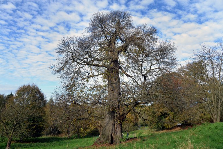 Ein Großer Baum steht auf einer Schafweide mit weiteren Bäumen im Hintergrund.