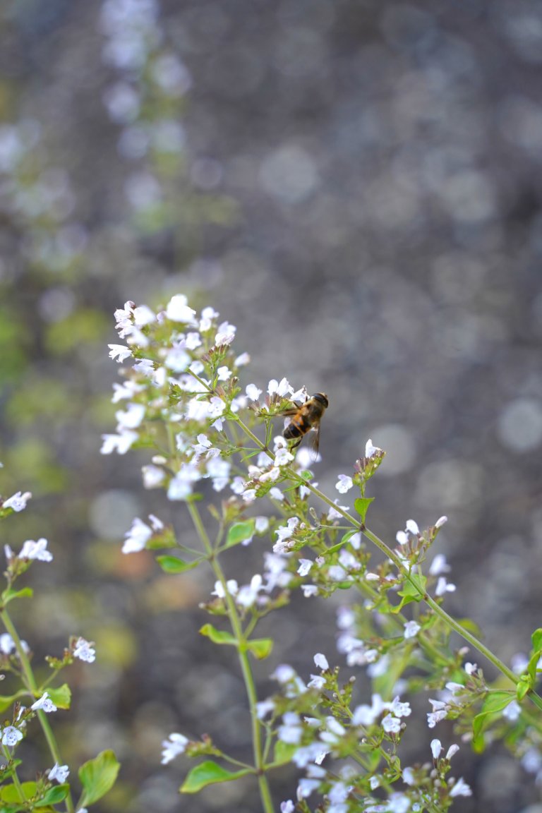 Eine Biene fliegt eine weiße Blume an