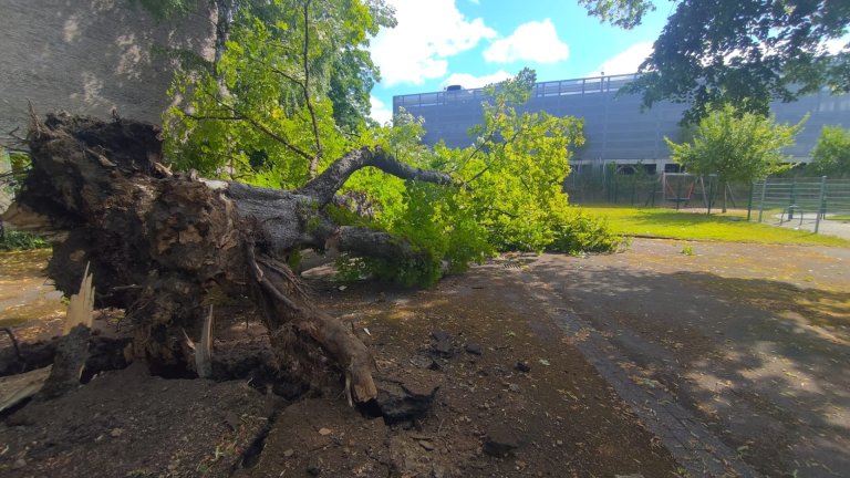 Umgestürzter Baum