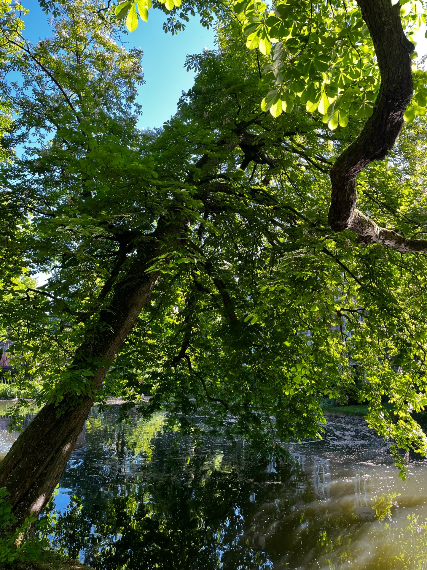 Ein Kastanienbaum hängt tief über einer Wasserfläche.