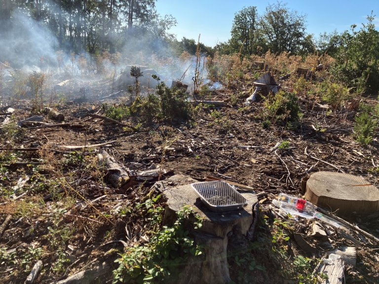 Eine verbrannte Waldfläche ist zu sehen. Im Vordergrund steht ein Einmalgrill auf einem Baumstumpf
