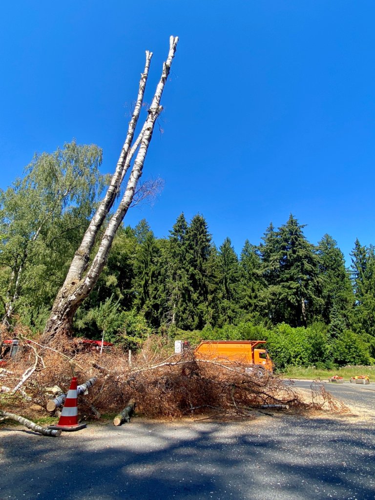 Ein abgestorbener Baum