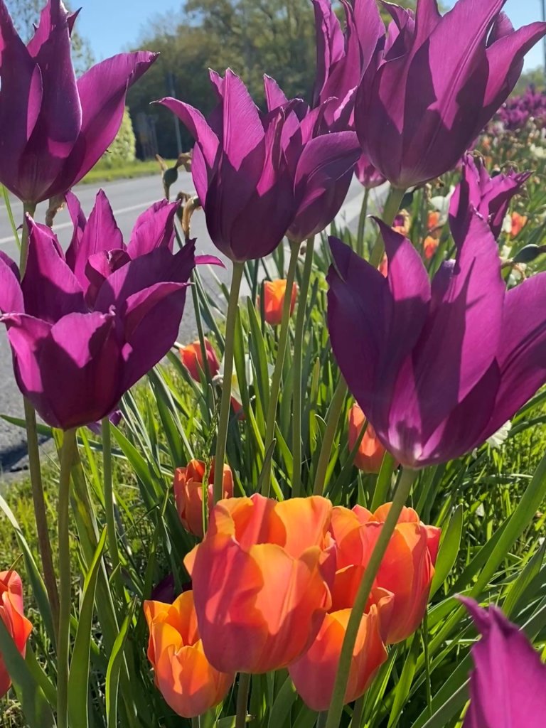 Tulpen und Narzissen am Straßenrand