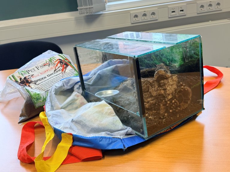 Ein Terrarium mit einer Vogelspinne steht auf einem Tisch.